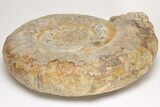 Jurassic Ammonite (Parkinsonia) Fossil- England #206848-2